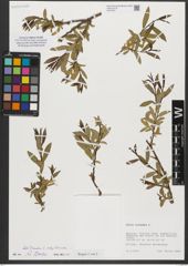 Foto von Salix triandra subsp. triandra L.